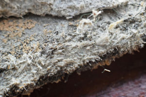 Closeup of grey, fiber-like asbestos material