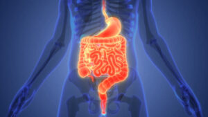 The gastrointestinal tract highlighted in an X-ray image